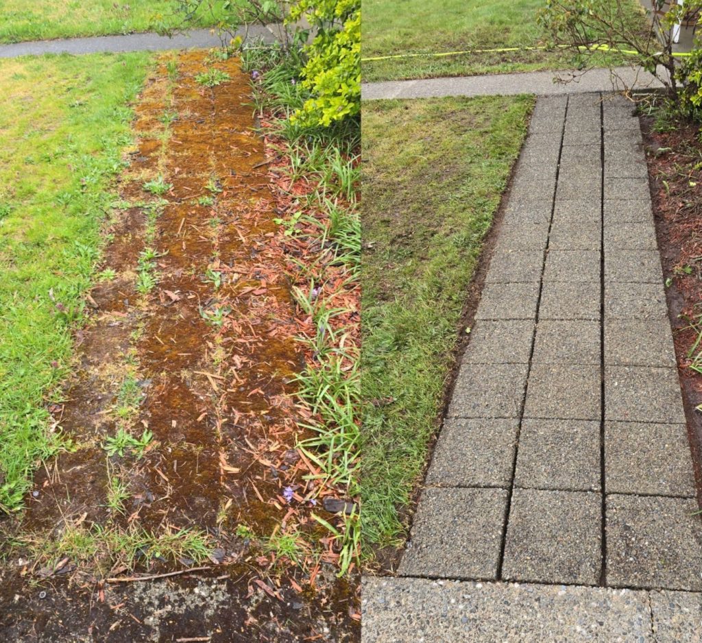 removing moss from walkway in Tacoma
