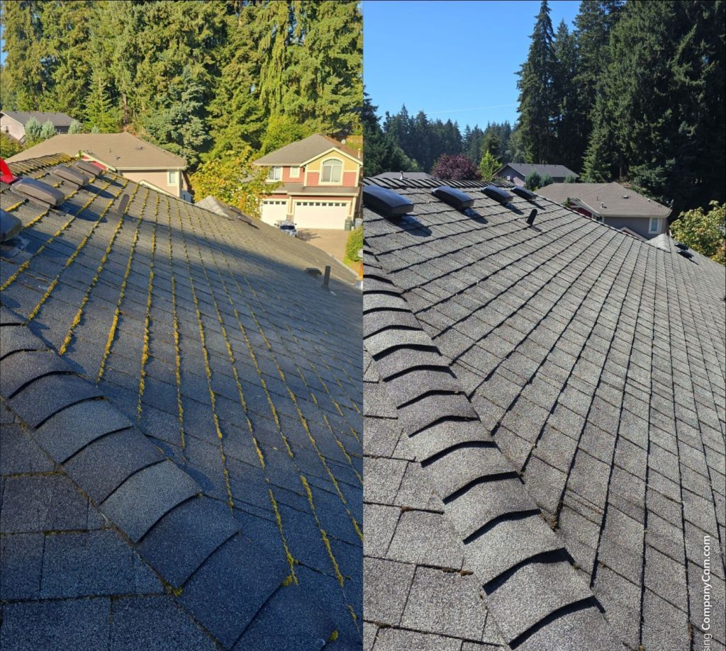roof moss
